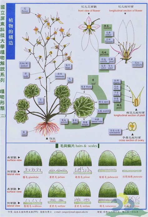 傘狀花序|綠色生活: 種子植物型態與辨識